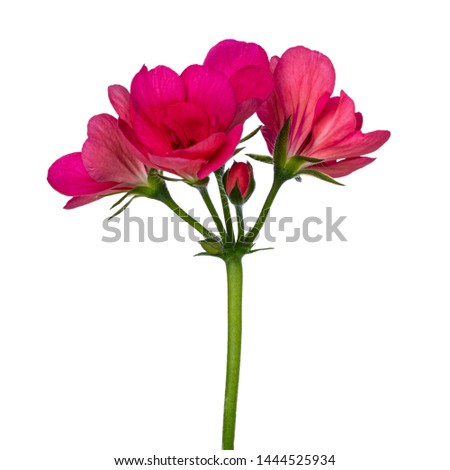 Side view of single blooming branch of pink Geranium flowers. Isolated on white background.