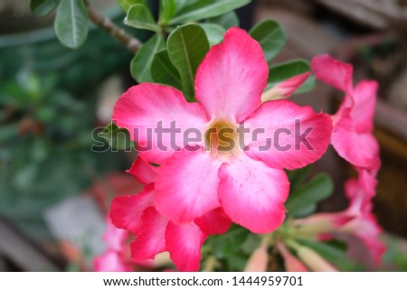 
Pink azalea flowers in plant pots