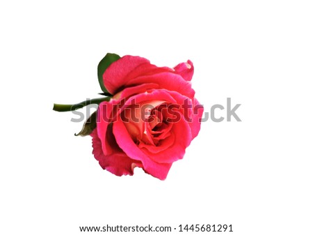 
Flowers - roses isolated on white background