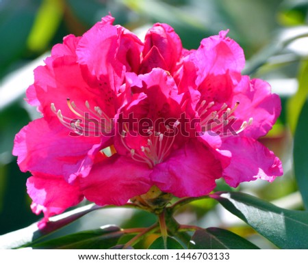 Rhododendron is a genus of woody plants in the heath family either evergreen or deciduous found in Asia, and also widespread throughout the highlands of the Appalachian Mountains of North America.