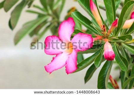 Desert Rose, or  Azalea flowers beautiful pink flower in garden background