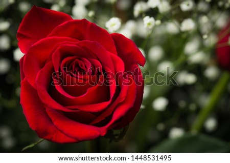 One red rose isolated select shallow focus with blurry white baby's breath flowers in background horizontal format photo