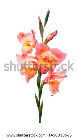 Pink flower gladiolus on a white background.