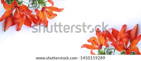 Red lilies on white background. Background for greetings, invitations, cards