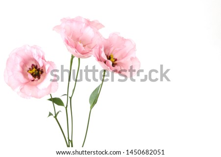 bouquet of eustoma in a white background