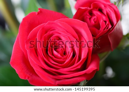 Two red roses closeup on valentines day