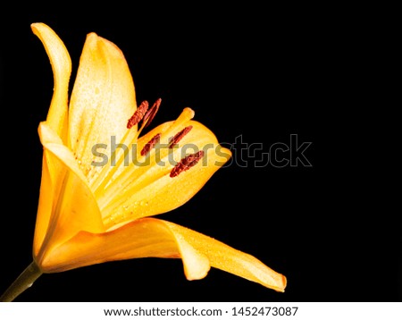 orange lily isolated on black background