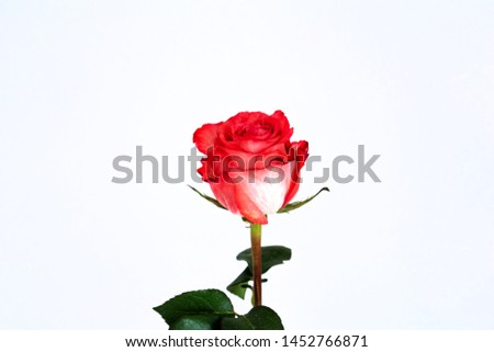 beautiful delikana red rose flower isolated on white isolated background