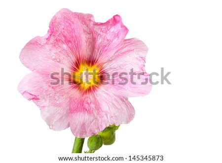 Pink mallow isolated on white background