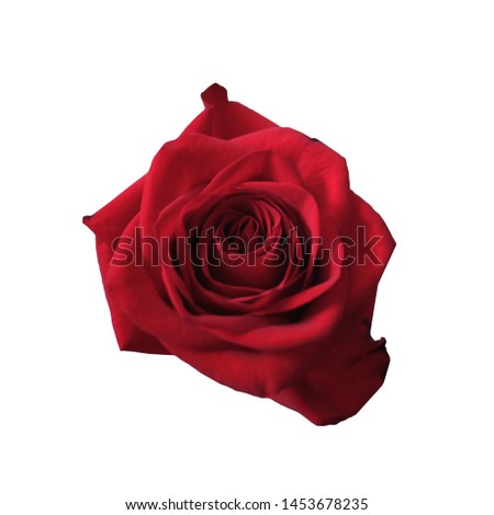 a beautiful red rose on the white blackground