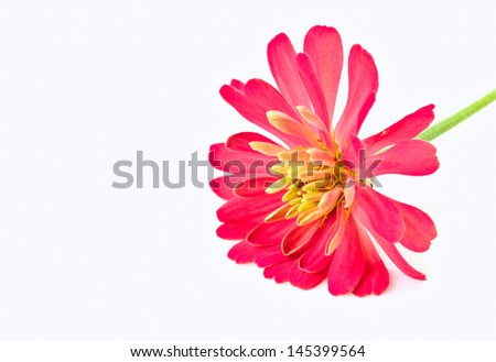 Zinnia flower on a white background