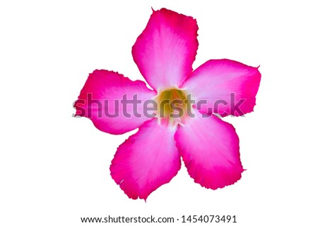 Flowers color pink white for designer creative interior patterns 
Shades