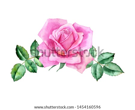 watercolor drawing pink flower and leaves of rose, isolated floral composition, hand drawn botanical illustration
