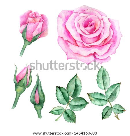 watercolor drawing pink flowers and leaves of roses, isolated floral composition, hand drawn botanical elements