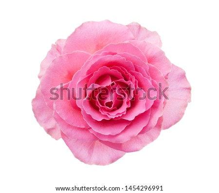 Light pink rose isolated on white background.