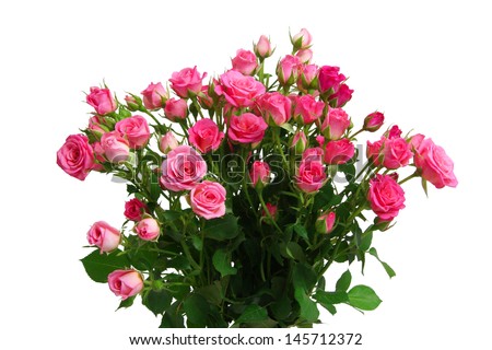 bouquet of pink roses. Isolated.                               