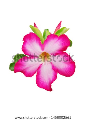 pink flowers isolated on the background white