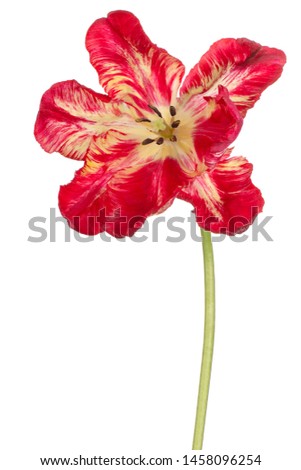Studio Shot of Red and Yellow Colored Tulip Flower Isolated on White Background. Large Depth of Field (DOF). Macro. Close-up.