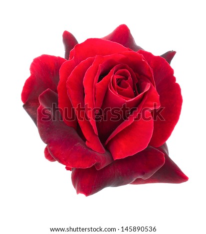 dark red rose is on a white background