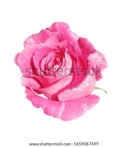 macro closeup of a pink purple rose romantic vintage with curly petals flower isolated on white with space for text