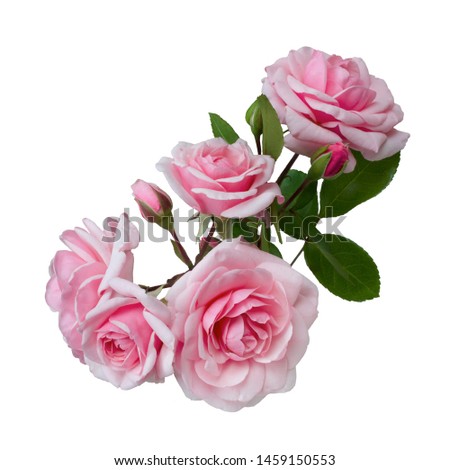 beautiful bouquet of pink roses arrangement isolated on white background