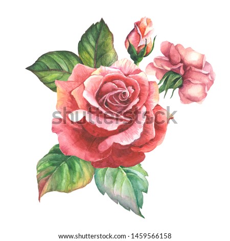 red rose with buds and leaves.watercolor