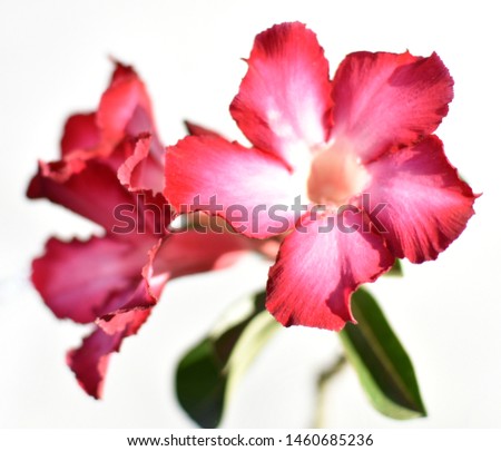 Red flowers isolated on white background.