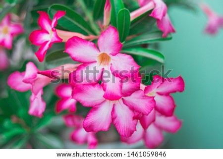 A pink Adenium flower with blur green leaves background