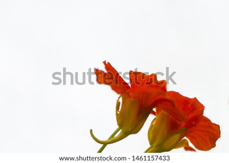 Orange Nasturtium flowers isolatedon white background
