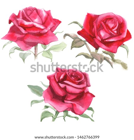 Set of Red roses. Watercolor Illustration. Isolated