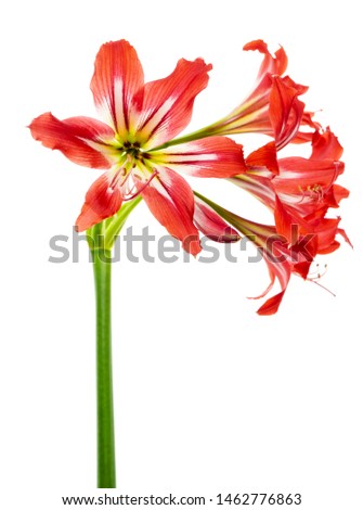 Hippeastrum Hybrid or Amaryllis flowers, Red amaryllis flowers isolated on white background, with clipping path                          