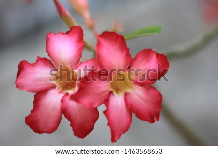 Red Flower with five petals