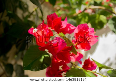 Bougainvillea Pink Tropical Garden Flower