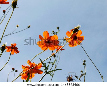 Orange blooms against blue sky