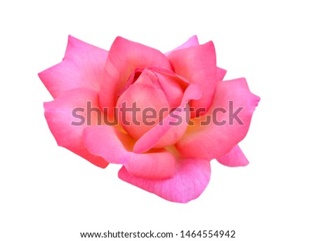 Pink rose isolated on white background. Deep focus. No dust. No pollen. 