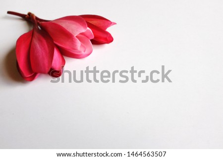 close up Pink plumeria flowers on a white background