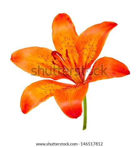 Tiger Lily isolated on white background