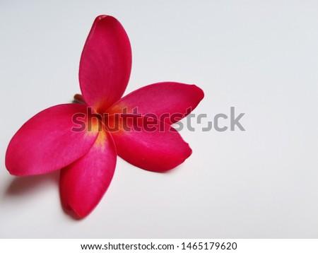 red frangipani flower isolated on white background