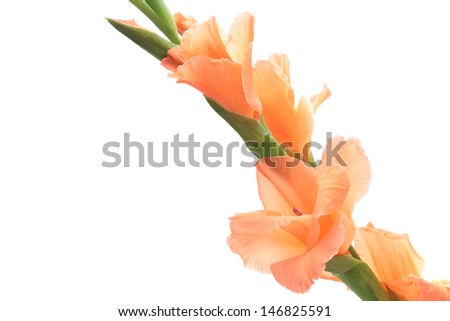 Orange gladiolus isolated on white background  