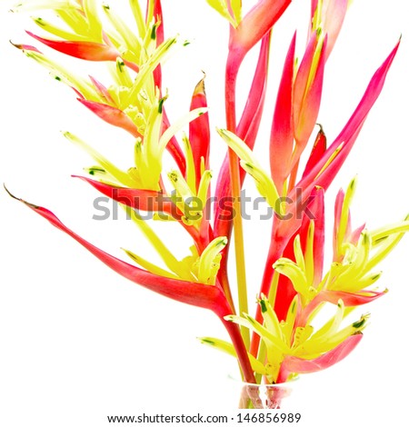 Red Heliconia flower, Heliconia psittacorum 'Lady Di', tropical flower isolated on a white background