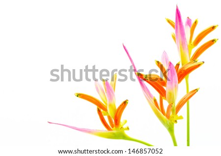 Pink Heliconia flower, Heliconia psittacorum 'Sassy', tropical flower isolated on a white background