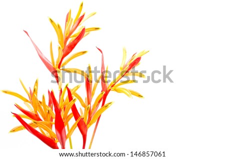 Red and orange Heliconia flower, Heliconia psittacorum 'Rubra', tropical flower isolated on a white background