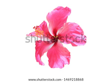 isolated​ pink Hibiscus flower on​ white​ background.​ 