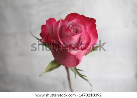 Pink roses with an intricate spiral of petals