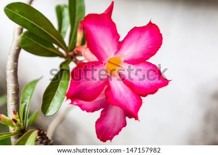 red impala lily or desert rose or mock azalea