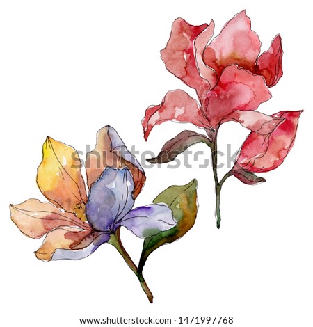 Camelia floral botanical flowers Watercolor background illustration set