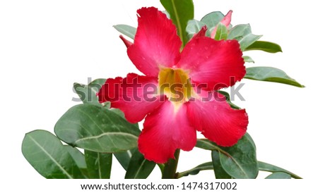 frangipani flower plant on a white background - image