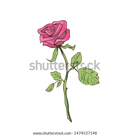 Rose - traditional flowers for bouquet. Realistic  floral illustration. Summer blossom and branch with leaf. Rosy decoration graphic elements for your design. Isolated on white background.