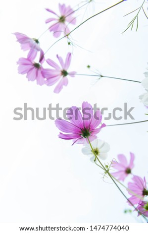 Pink, White, and Yellow Cosmos Flowers