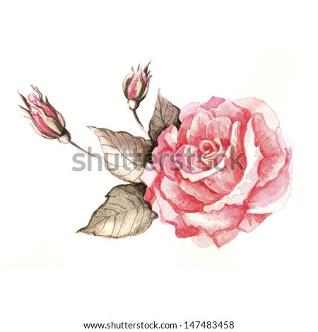 Watercolor rose illustration 